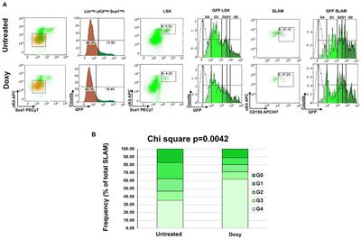 Single cell analysis of the localization of the hematopoietic stem cells within the bone marrow architecture identifies niche-specific proliferation dynamics